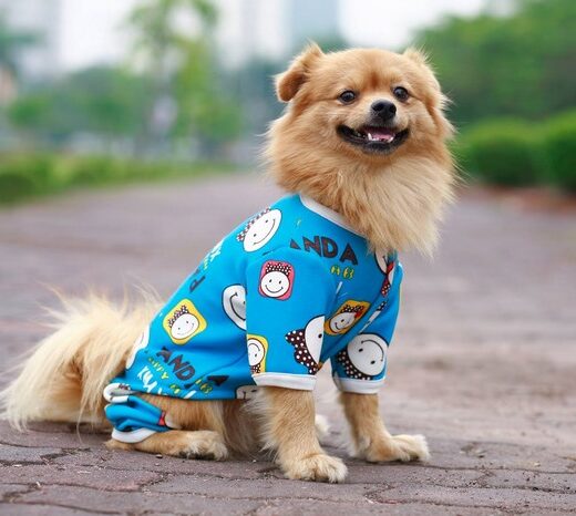 xưởng may quần áo thú cưng