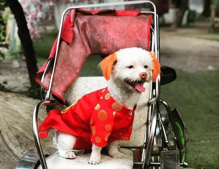 Nhiều khách hàng tìm kiếm xưởng may quần áo thú cưng để tạo ra các bộ cánh đặc biệt