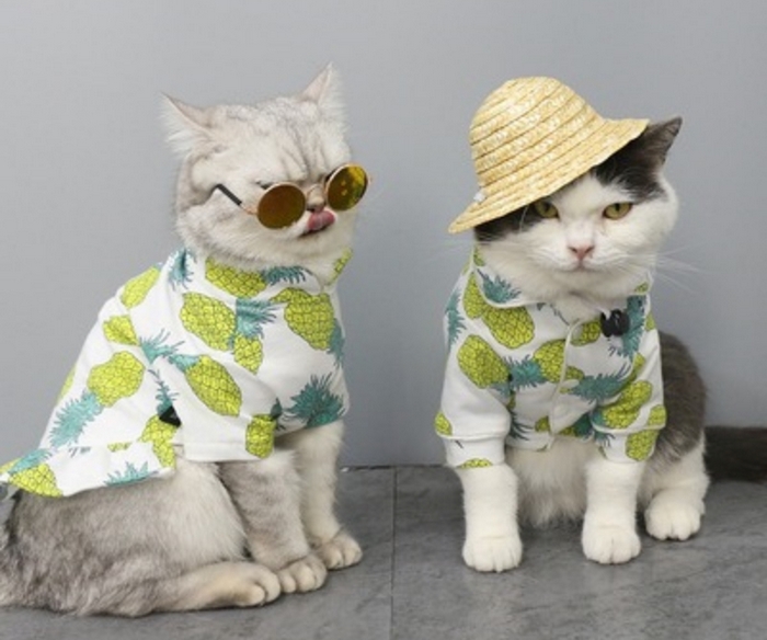 Xưởng may quần áo thú cưng sẽ giúp bạn hiện thực hóa mọi ý tưởng trang phục cho boss