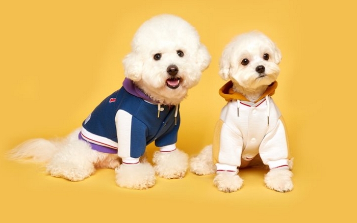 Xưởng may quần áo thú cưng Everything sẽ giúp bạn tạo ra các thiết kế độc đáo, thời trang cho boss của bạn